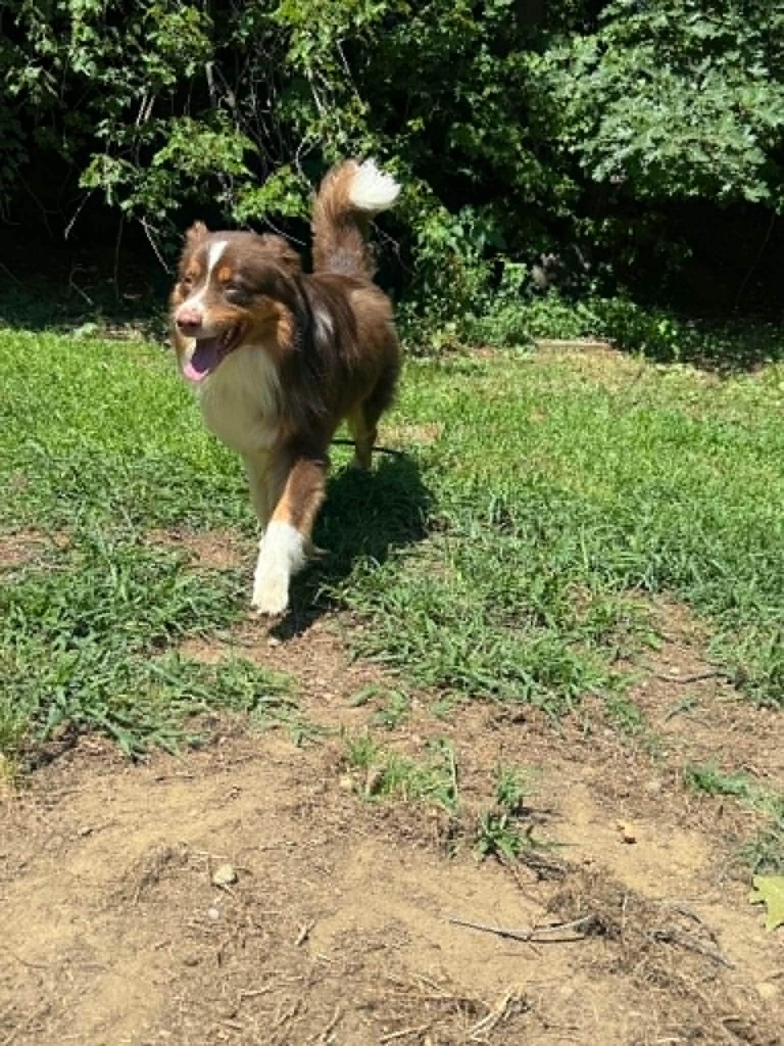 Milton/Courtesy Post, a ADOPTABLE Australian Shepherd in Medfield, MA image 4/6