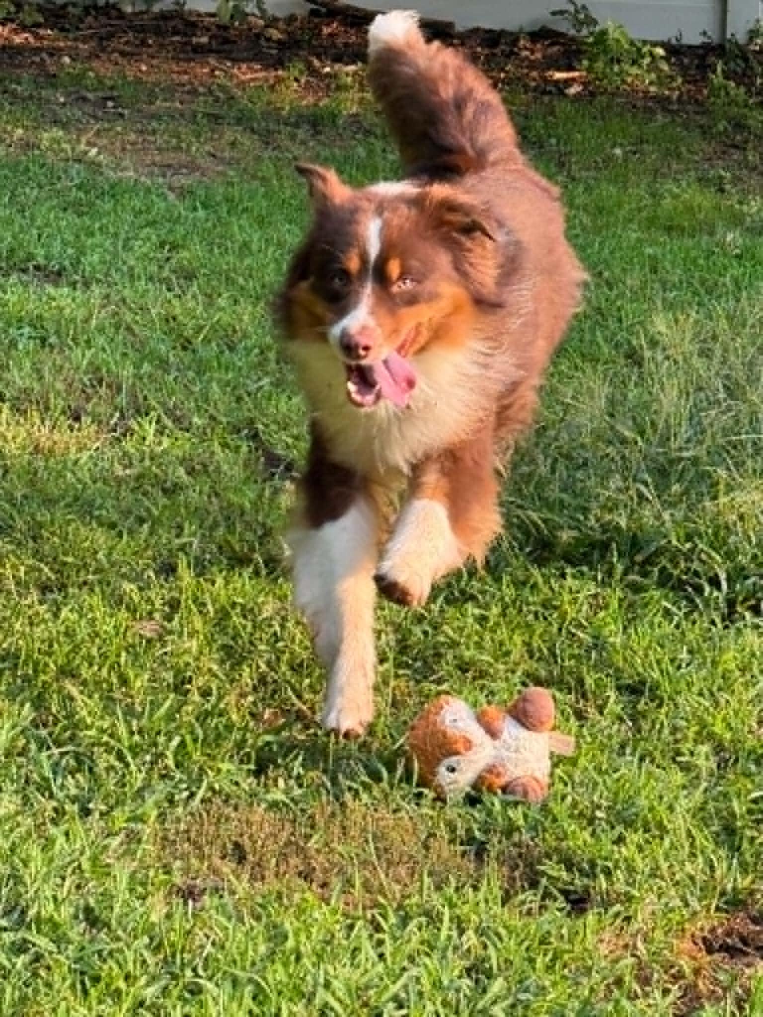 Milton/Courtesy Post, a ADOPTABLE Australian Shepherd in Medfield, MA image 2/6