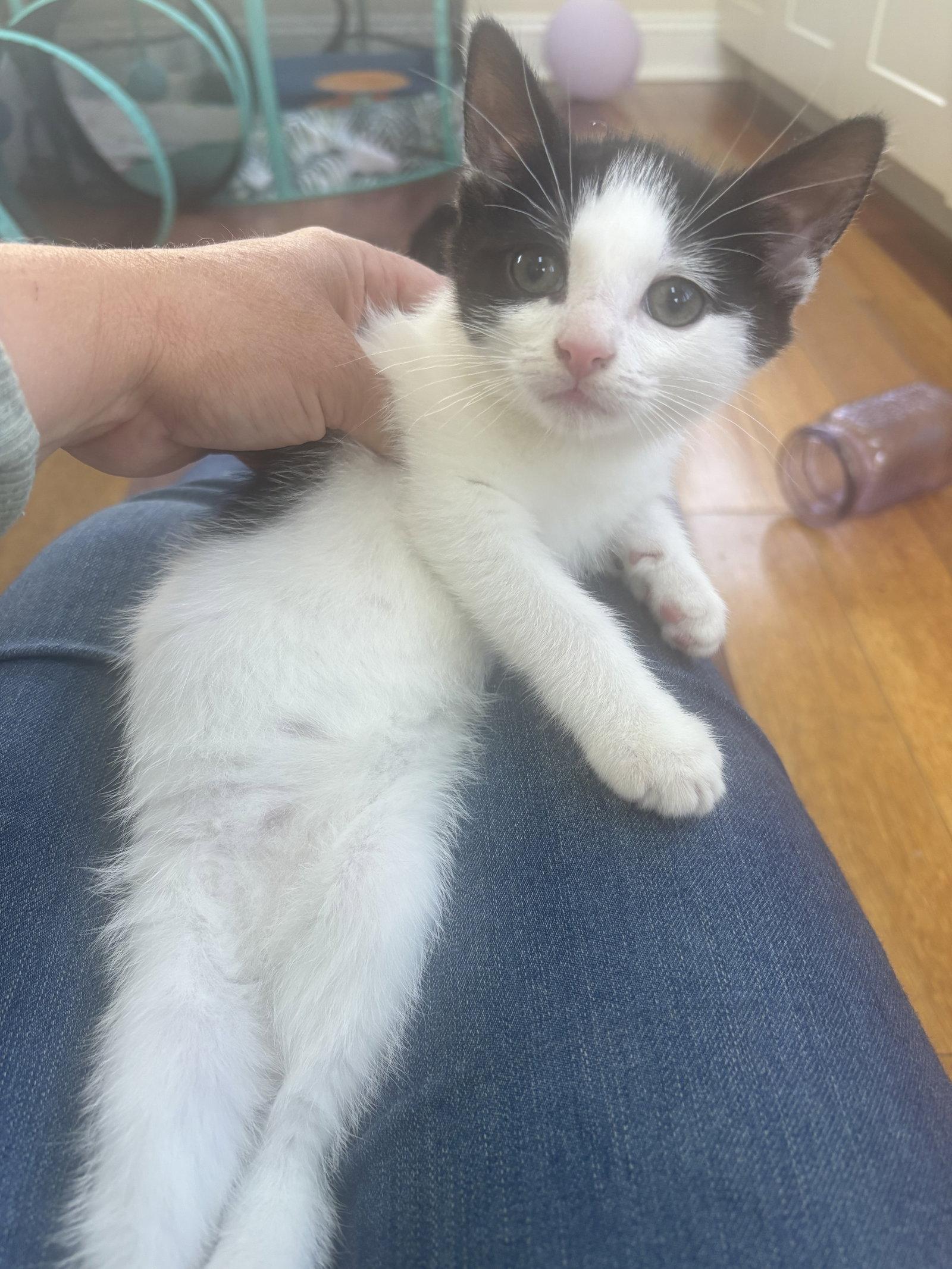 Enlarge Tofu, a Adopted Domestic Short Hair in Yardley, PA image 1/1