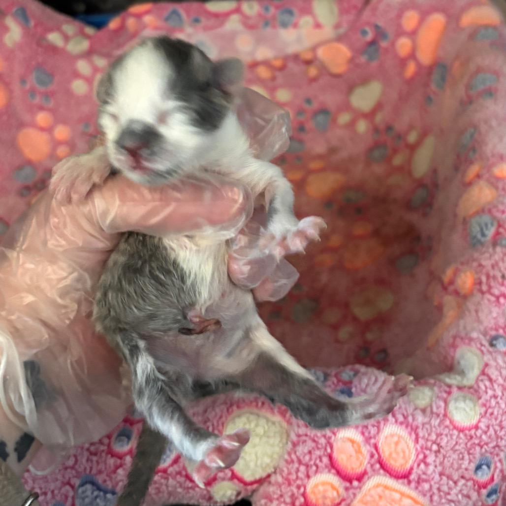 Frosty, Adoptable, Kitten Female Domestic Medium Hair.