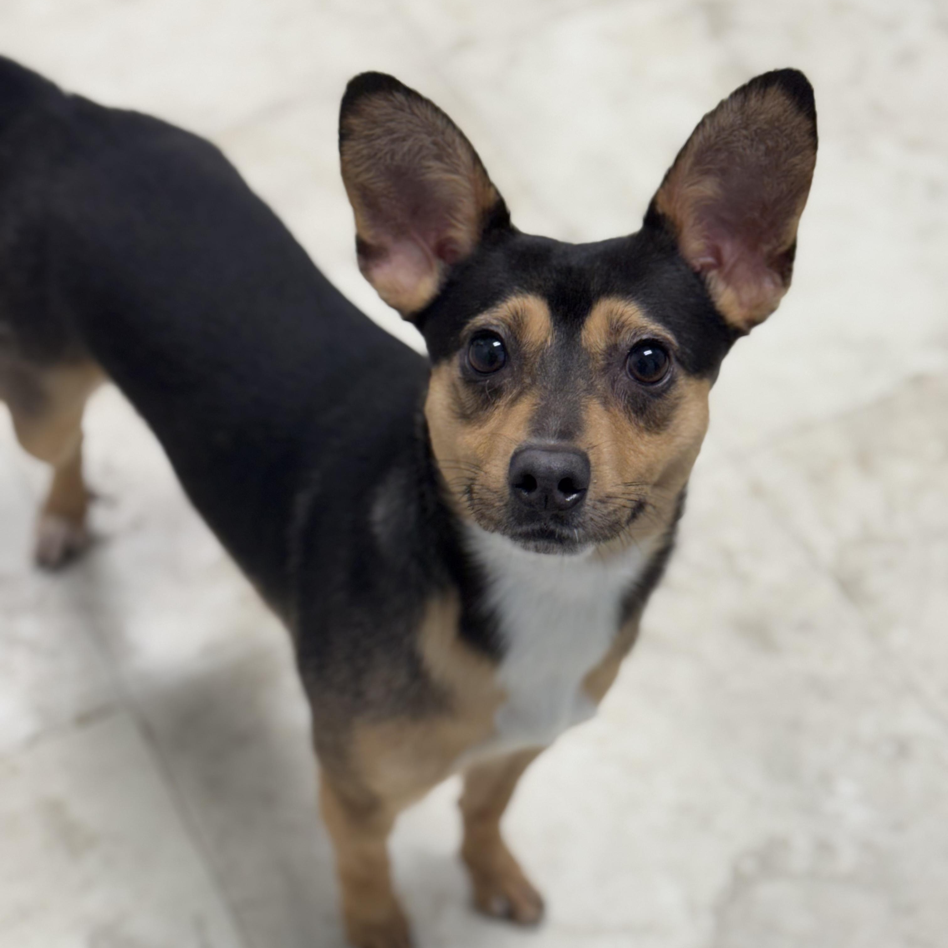 Enlarge Beavis, an adopted mixed breed in Newfoundland, NJ image 1/4