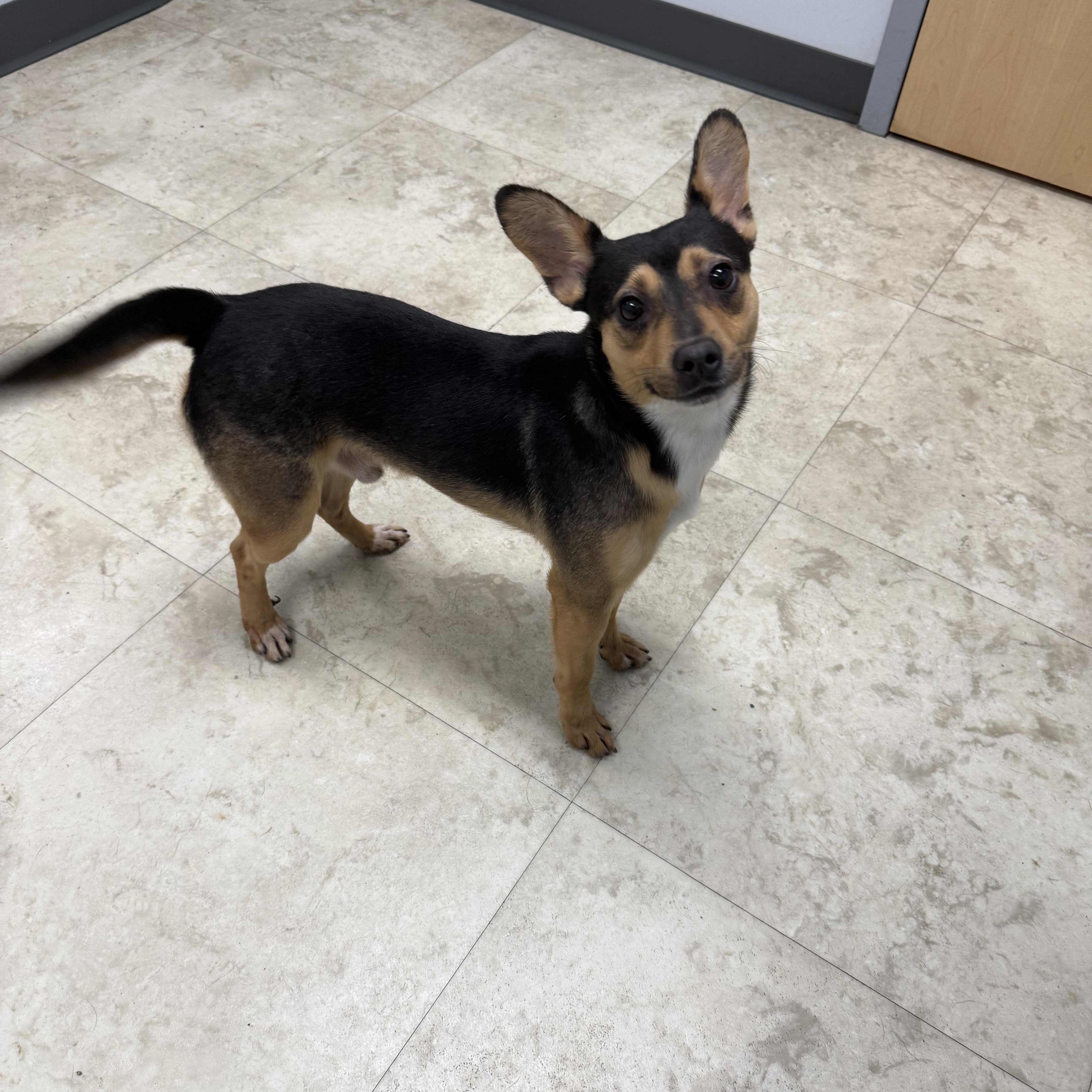 Enlarge Beavis, an adopted mixed breed in Newfoundland, NJ image 2/4