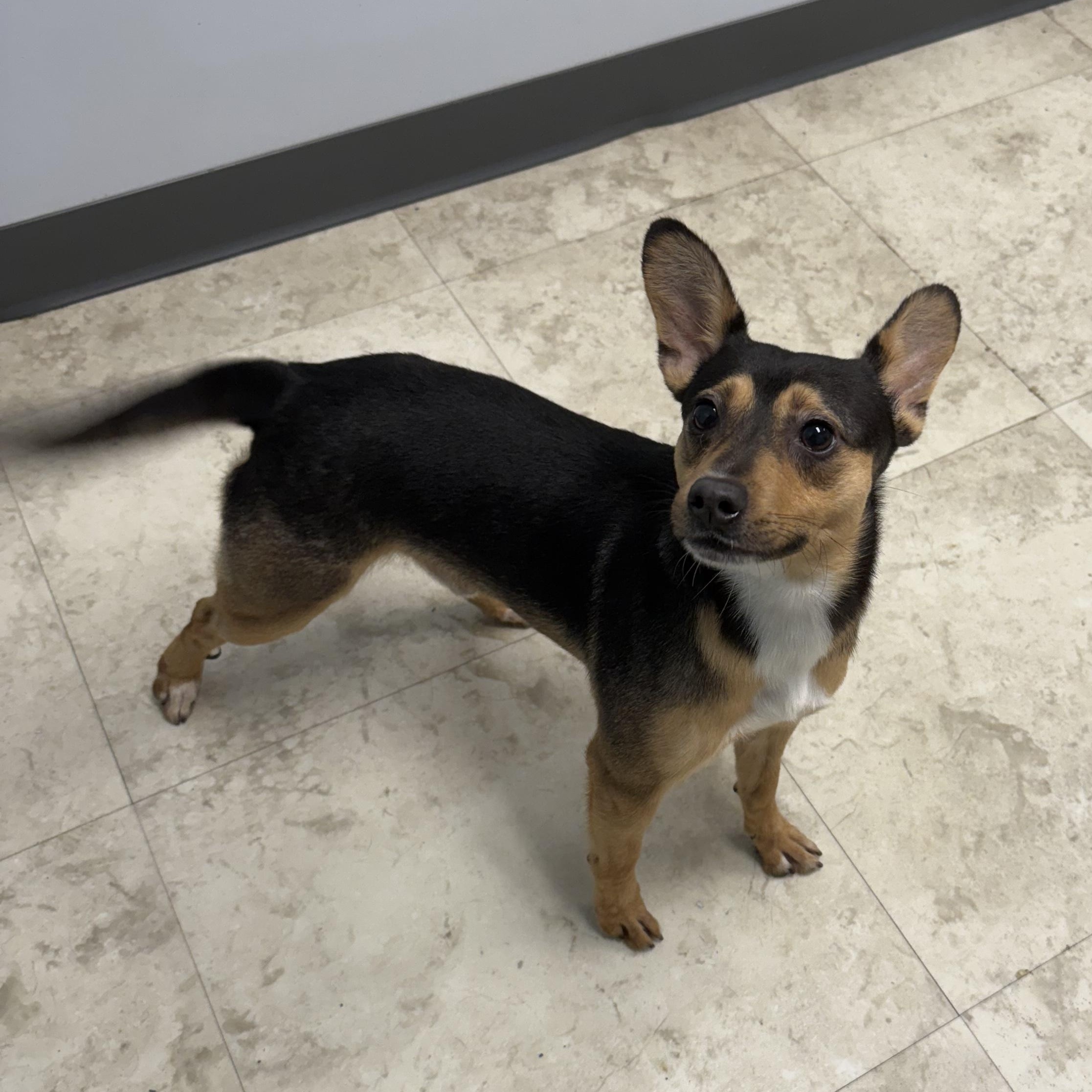 Enlarge Beavis, an adopted mixed breed in Newfoundland, NJ image 4/4