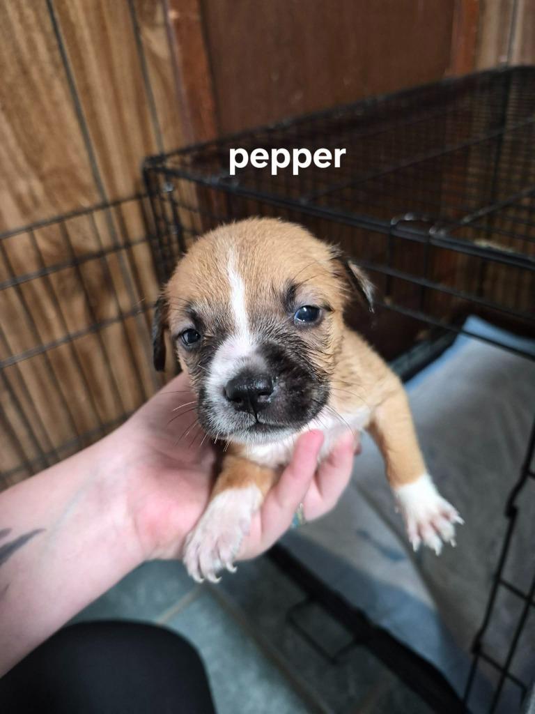 Pepper, Adoptable, Puppy Female Boston Terrier & Mixed Breed.