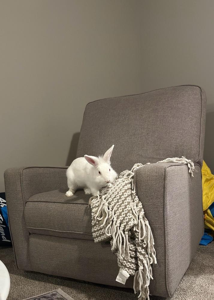 Enlarge Yeti, a ADOPTABLE Lionhead in Omaha, NE image 3/3