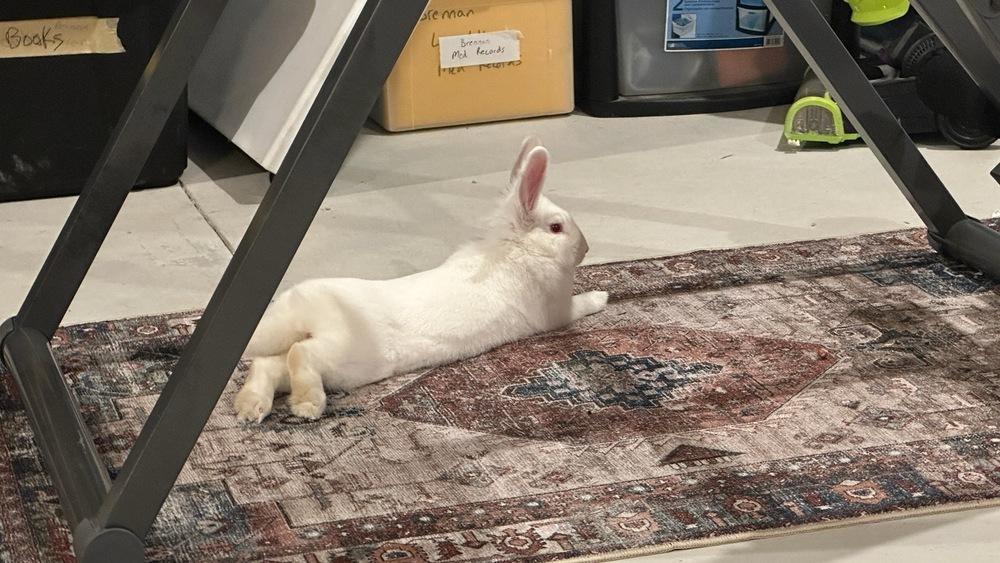 Enlarge Yeti, a ADOPTABLE Lionhead in Omaha, NE image 2/3