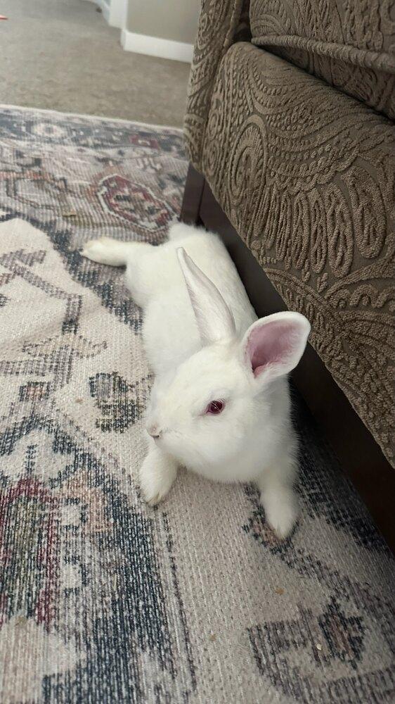 Yeti, ADOPTABLE, Adult Male Lionhead.