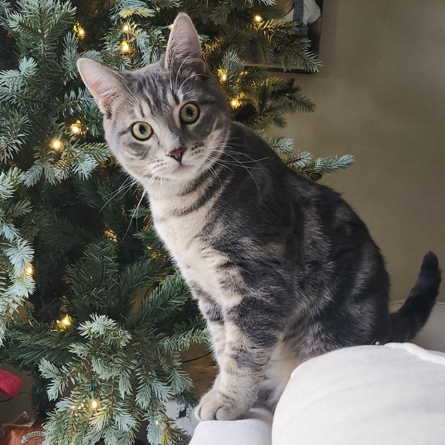 PACO, Adoptable, Young Male Bengal & Tabby.