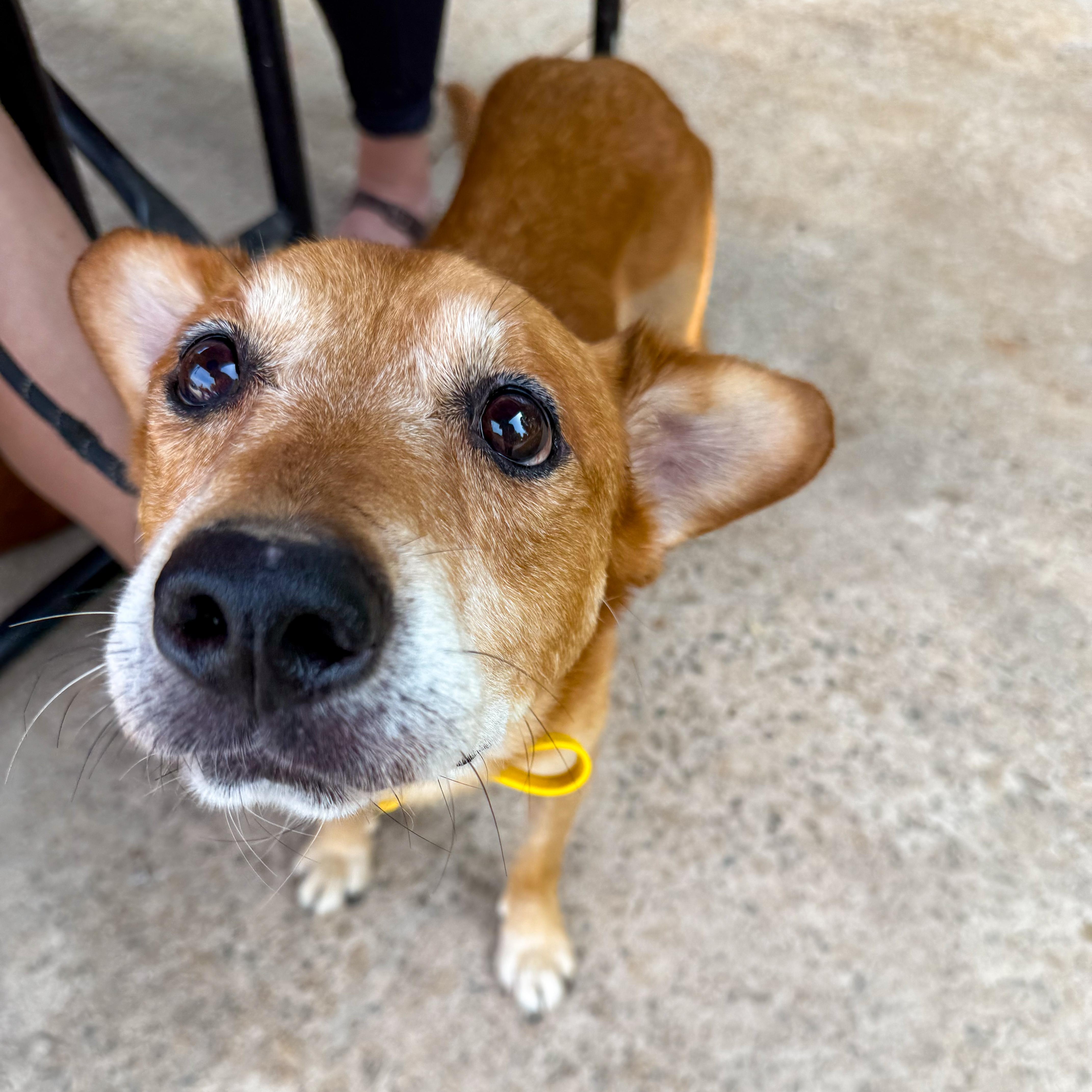 Enlarge Bridge, a Adoptable Mixed Breed in Greer, SC image 3/4