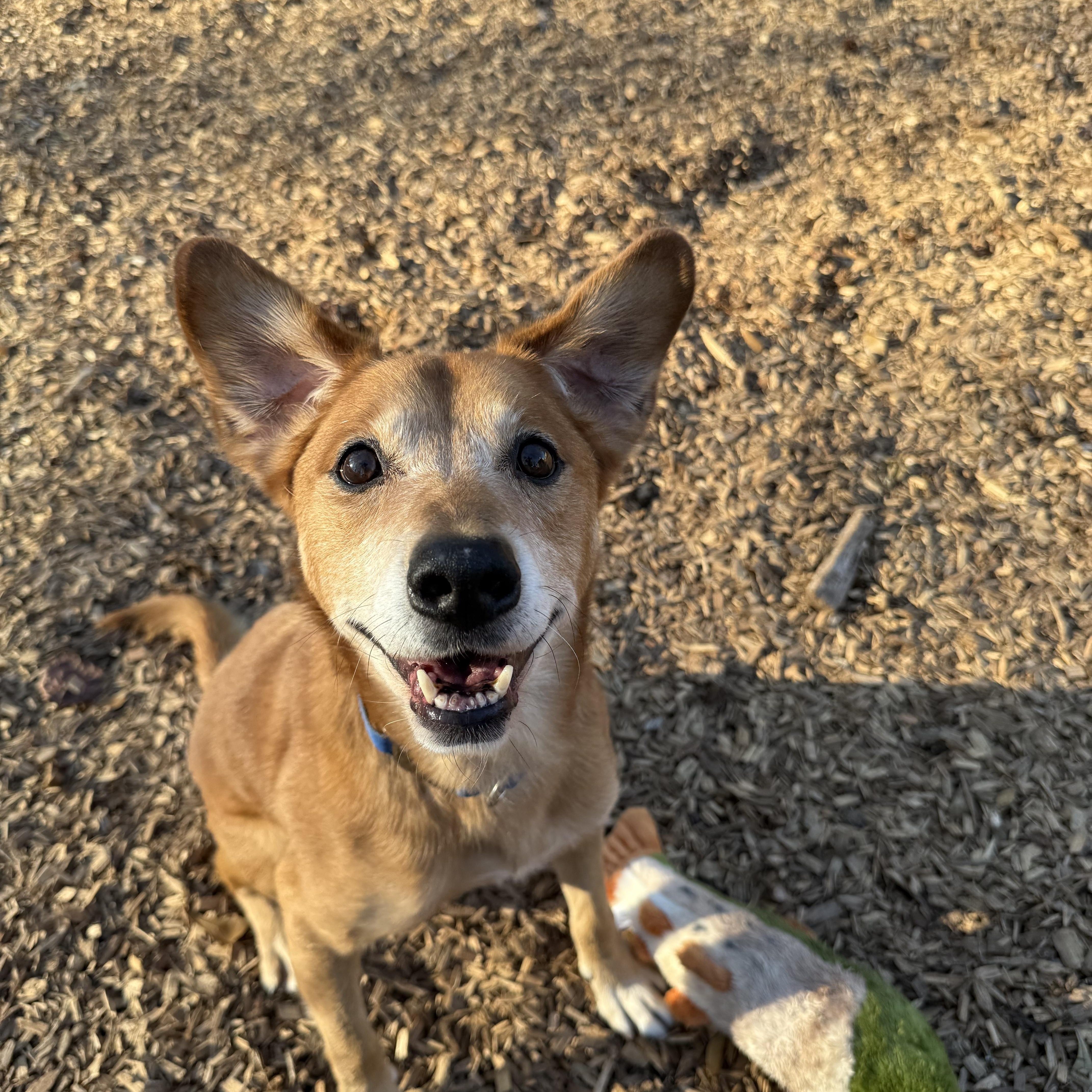 Enlarge Bridge, a Adoptable Mixed Breed in Greer, SC image 4/5