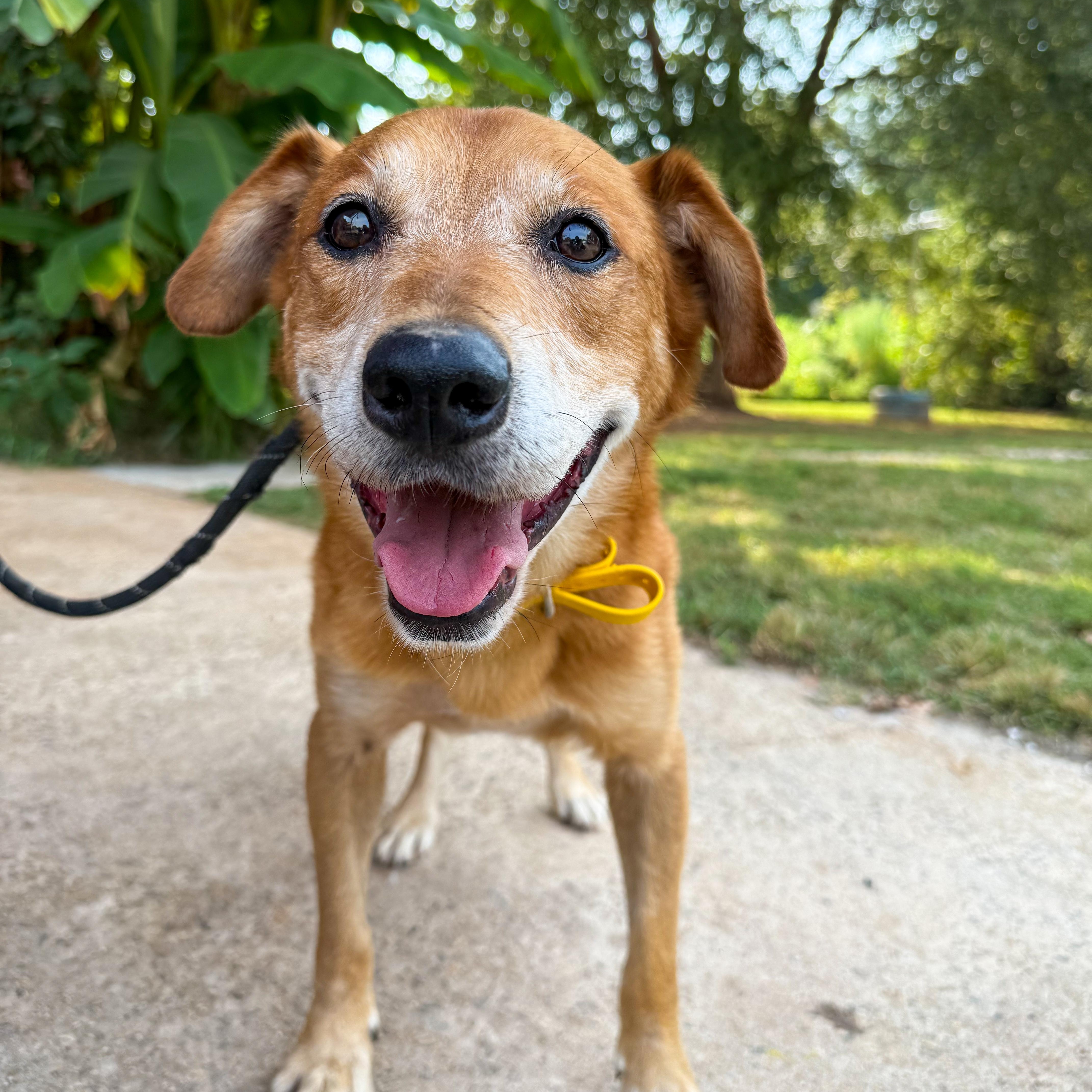 Enlarge Bridge, a Adoptable Mixed Breed in Greer, SC image 1/4