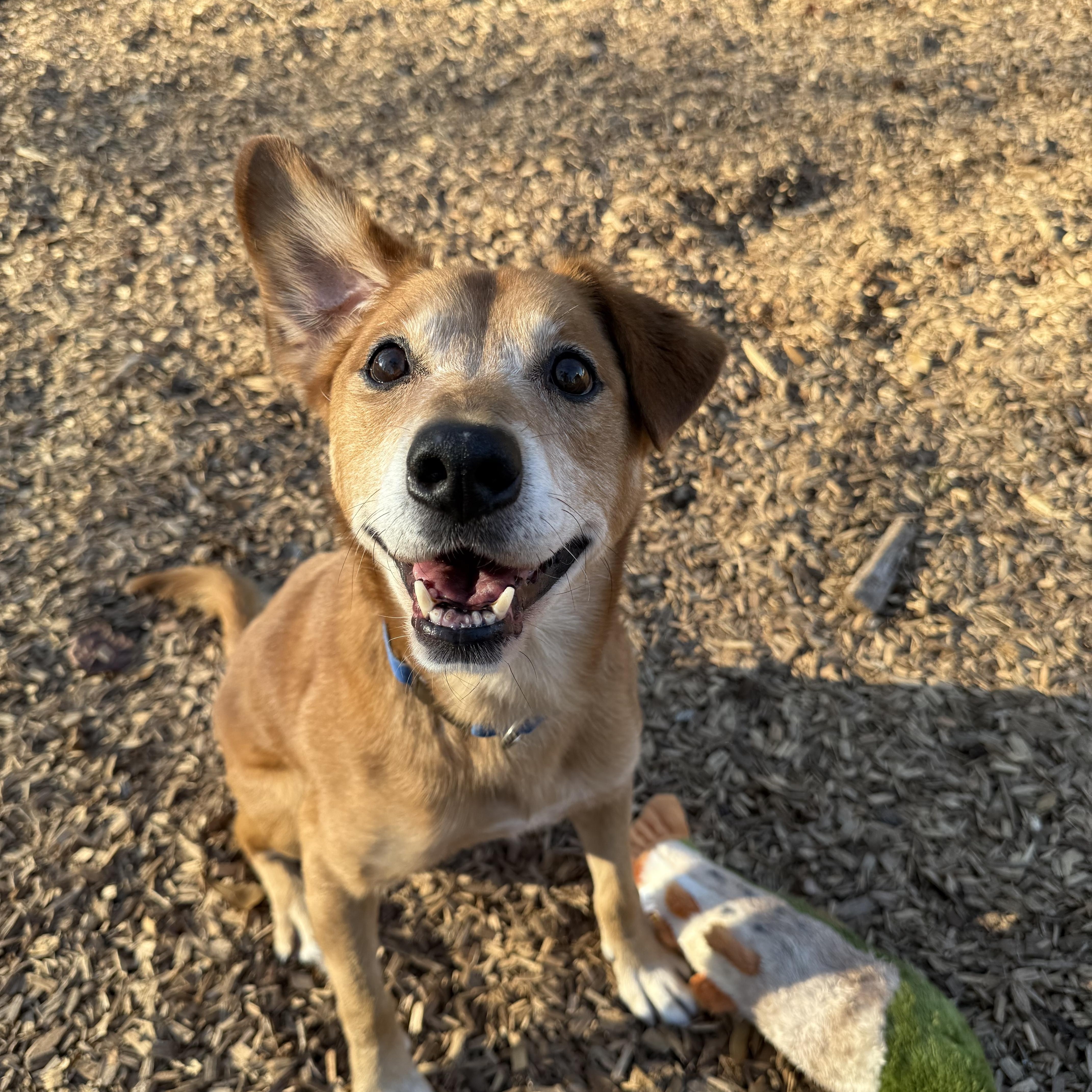 Enlarge Bridge, a Adoptable Mixed Breed in Greer, SC image 5/5