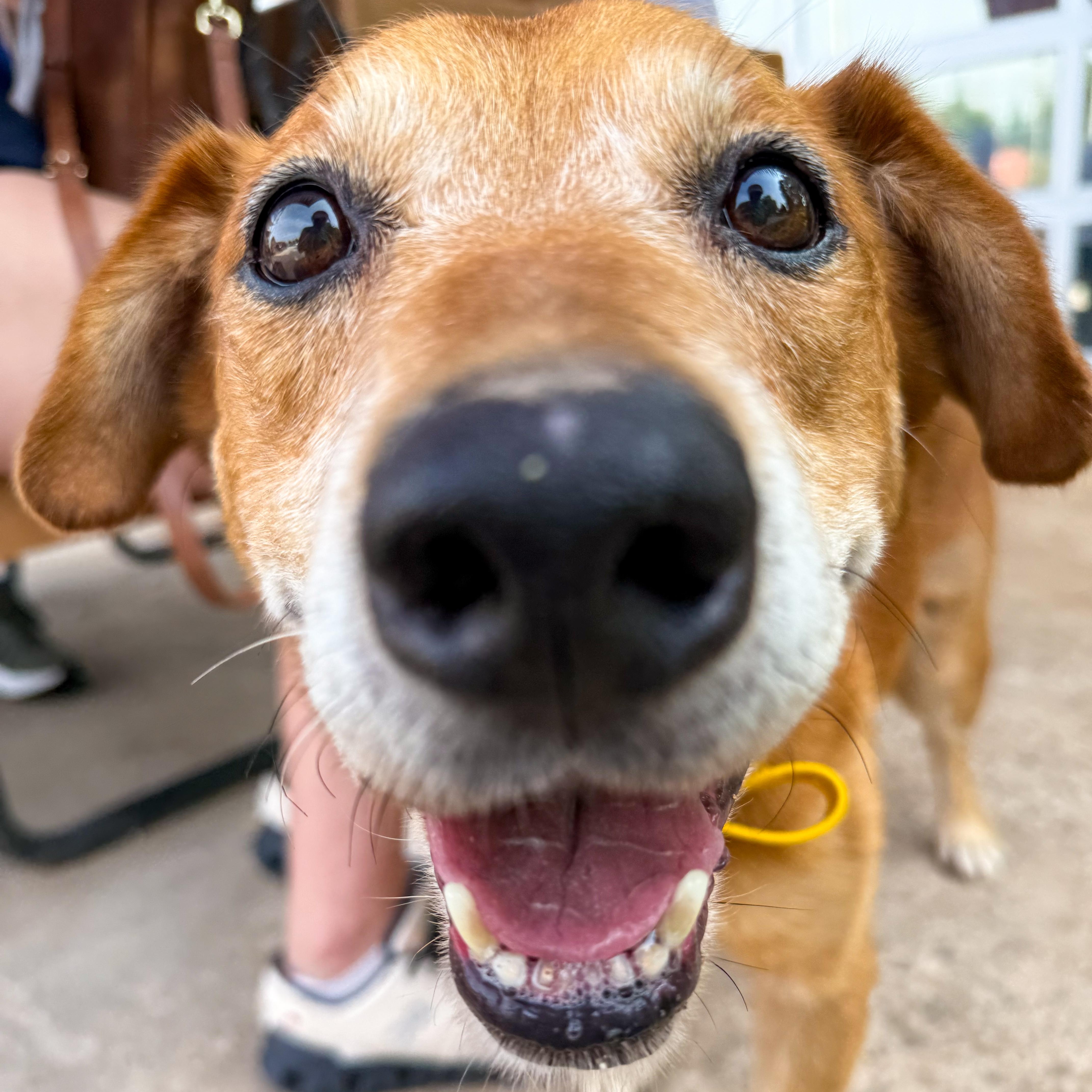Enlarge Bridge, a Adoptable Mixed Breed in Greer, SC image 2/4