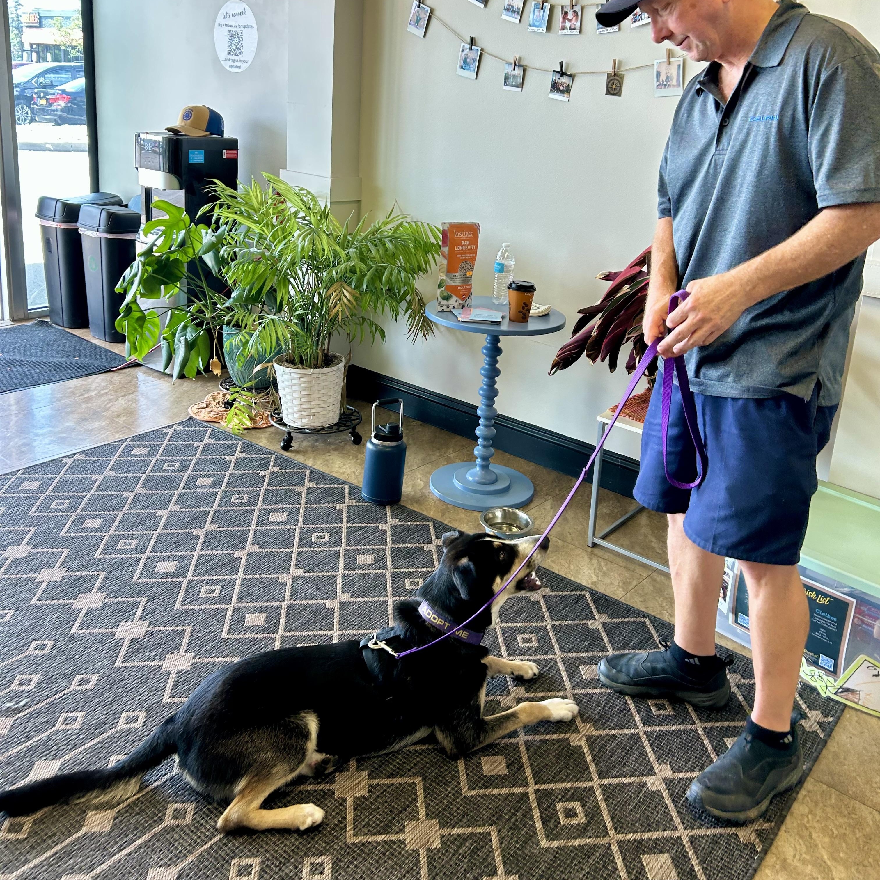 Sadie, a Adoptable mixed breed in Rochester, NY image 4/4