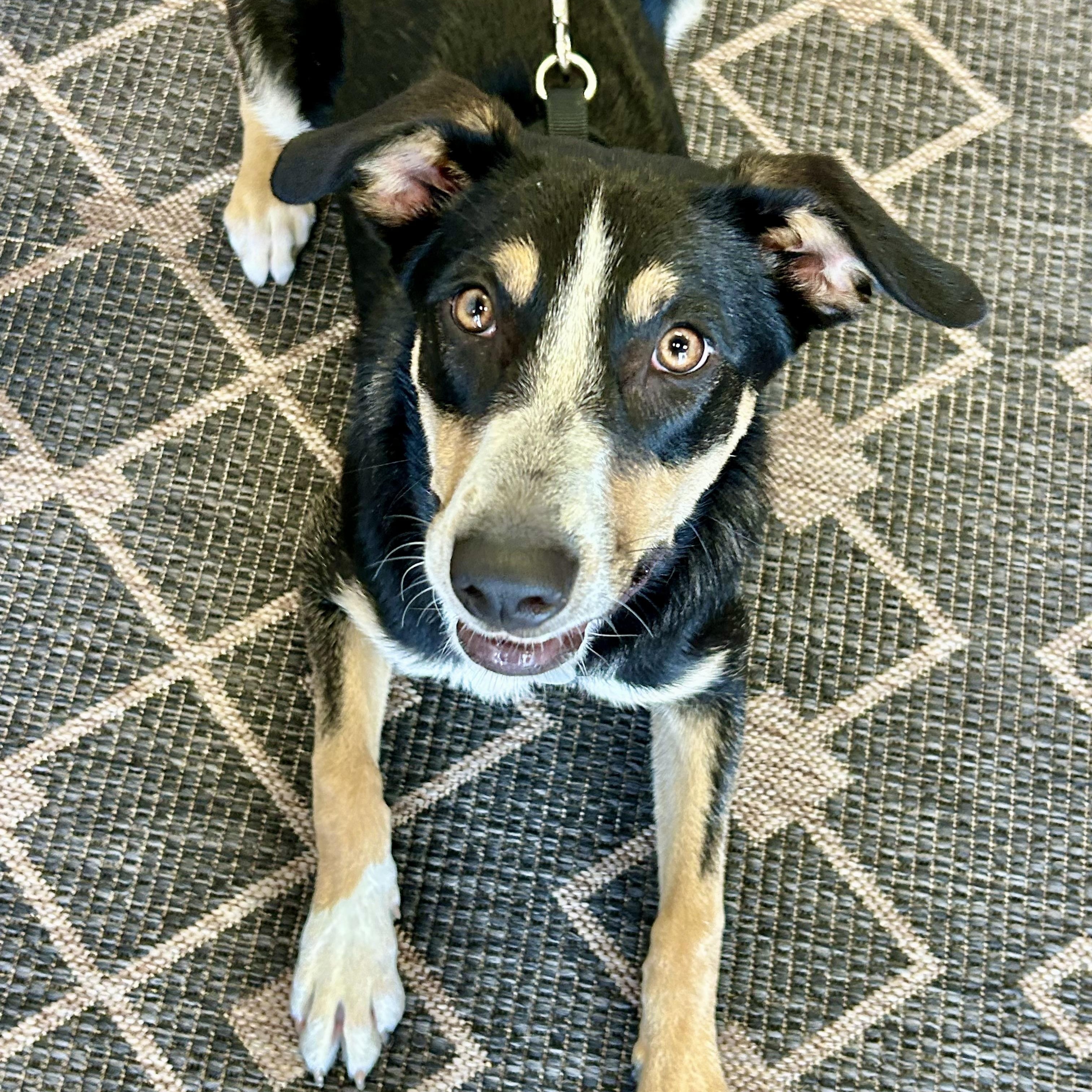 Sadie, a Adoptable mixed breed in Rochester, NY image 2/4