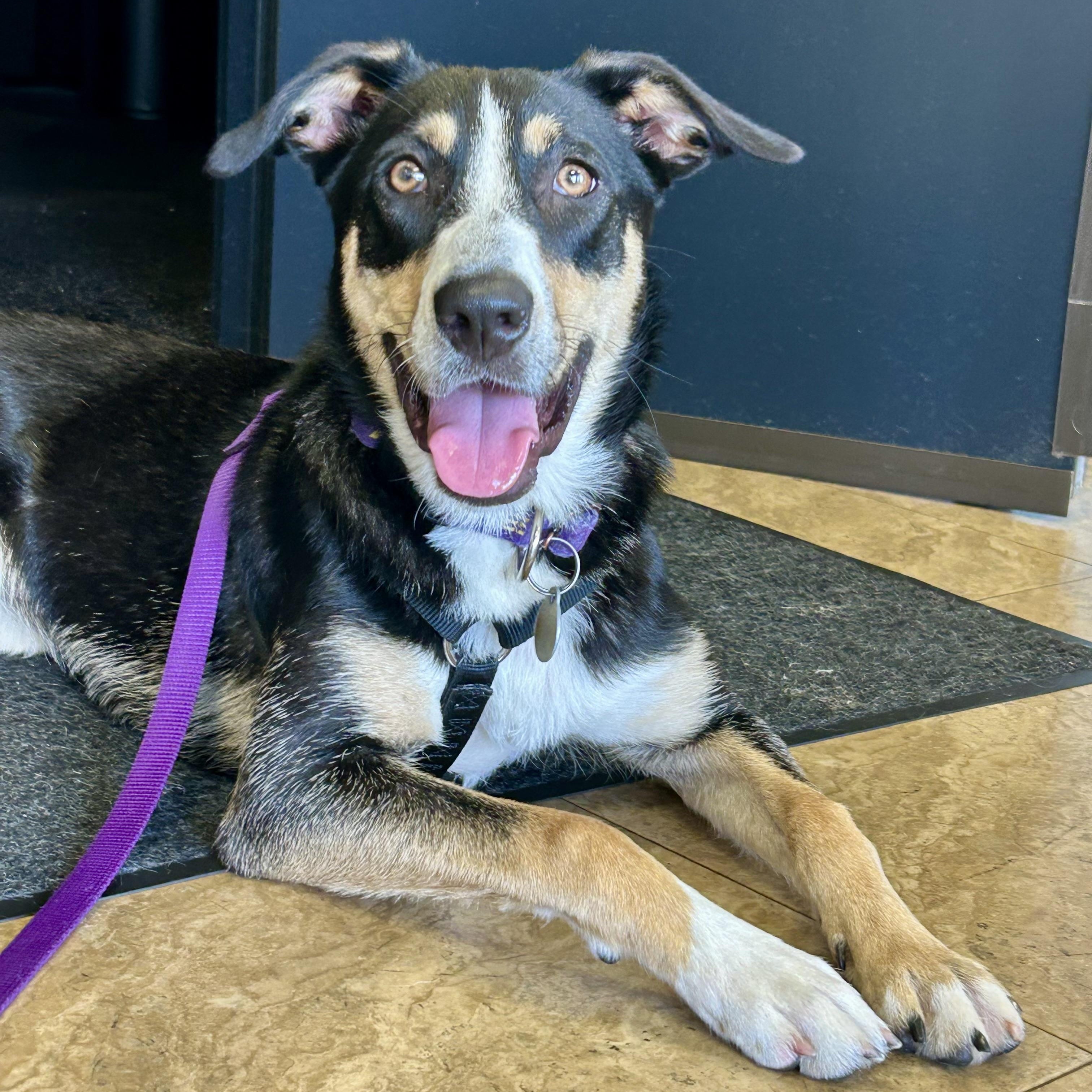 Sadie, a Adoptable mixed breed in Rochester, NY image 3/4