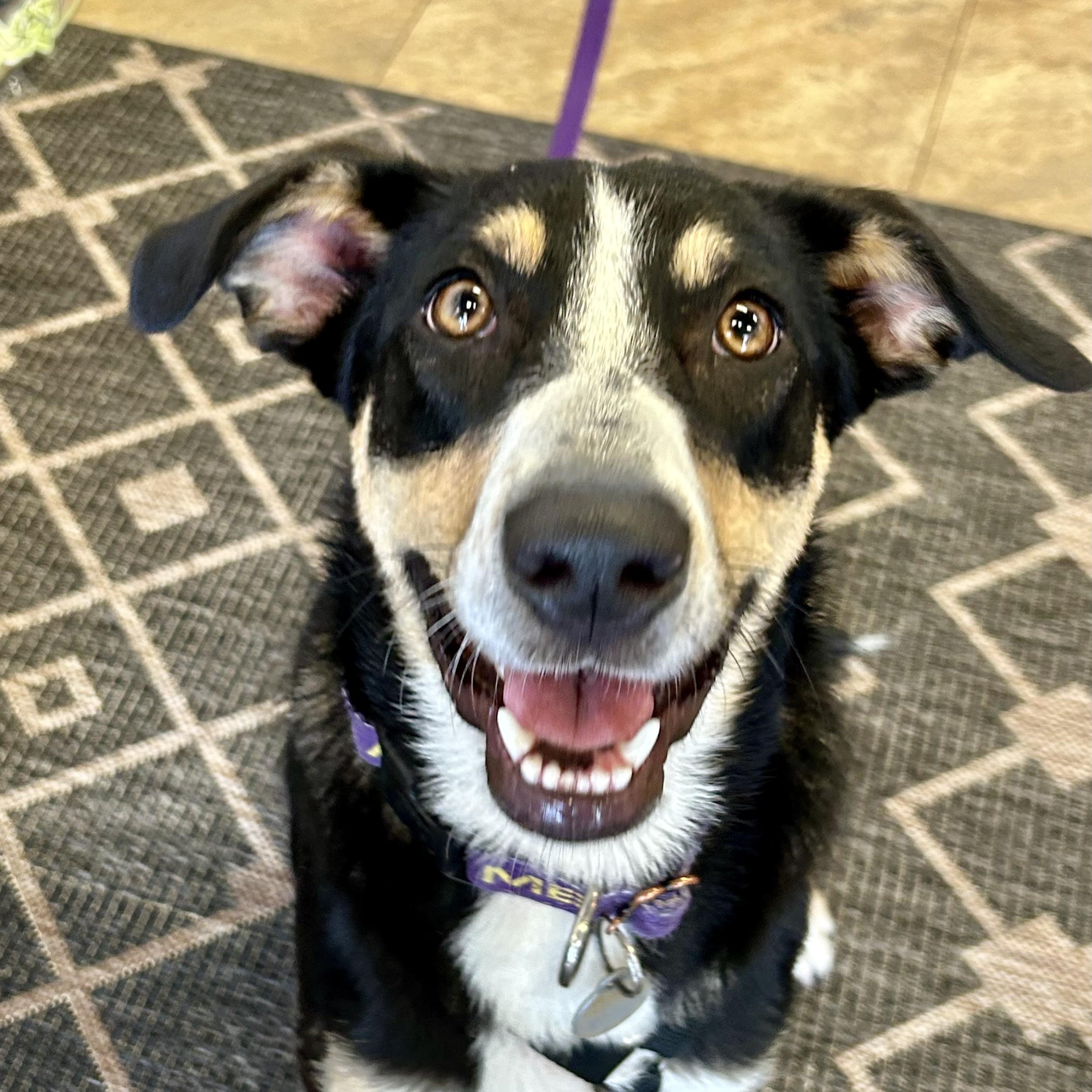 Sadie, Adoptable, Young Female Australian Cattle Dog / Blue Heeler.