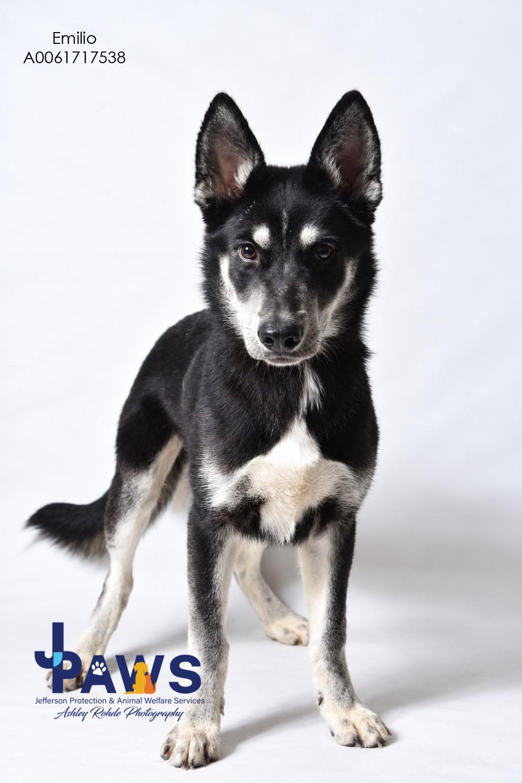 Enlarge Emilio, a Adoptable German Shepherd Dog in Harvey , LA image 1/2