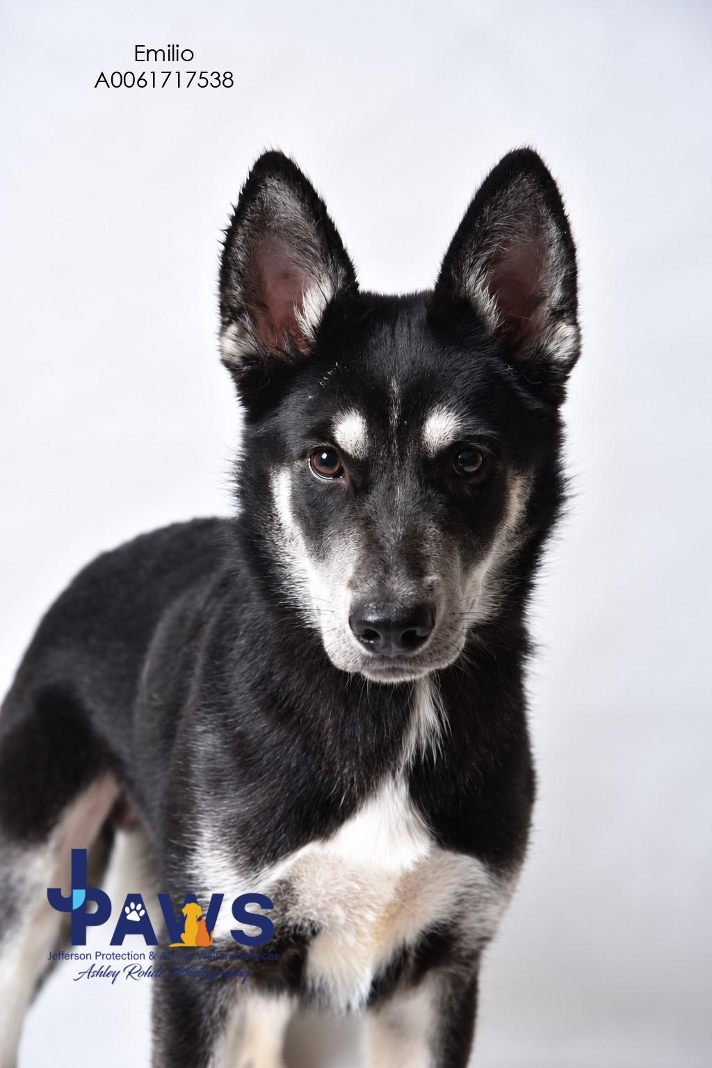 Enlarge Emilio, a Adoptable German Shepherd Dog in Harvey , LA image 2/2