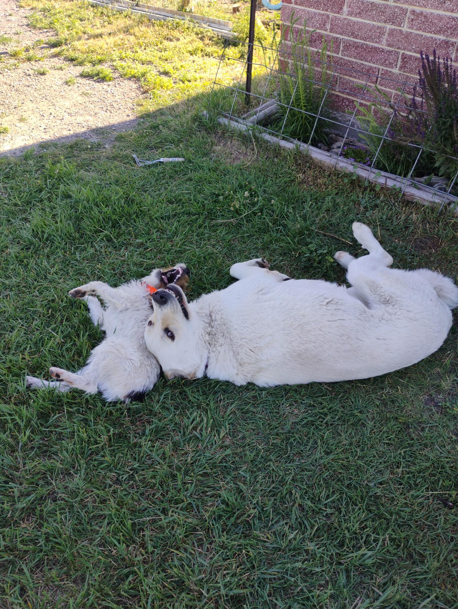 Aspen (NOT AT THE SHELTER PLAESE CALL GEANNA 406-590-3980), an adoptable Anatolian Shepherd in Choteau, MT, 59422 | Photo Image 3