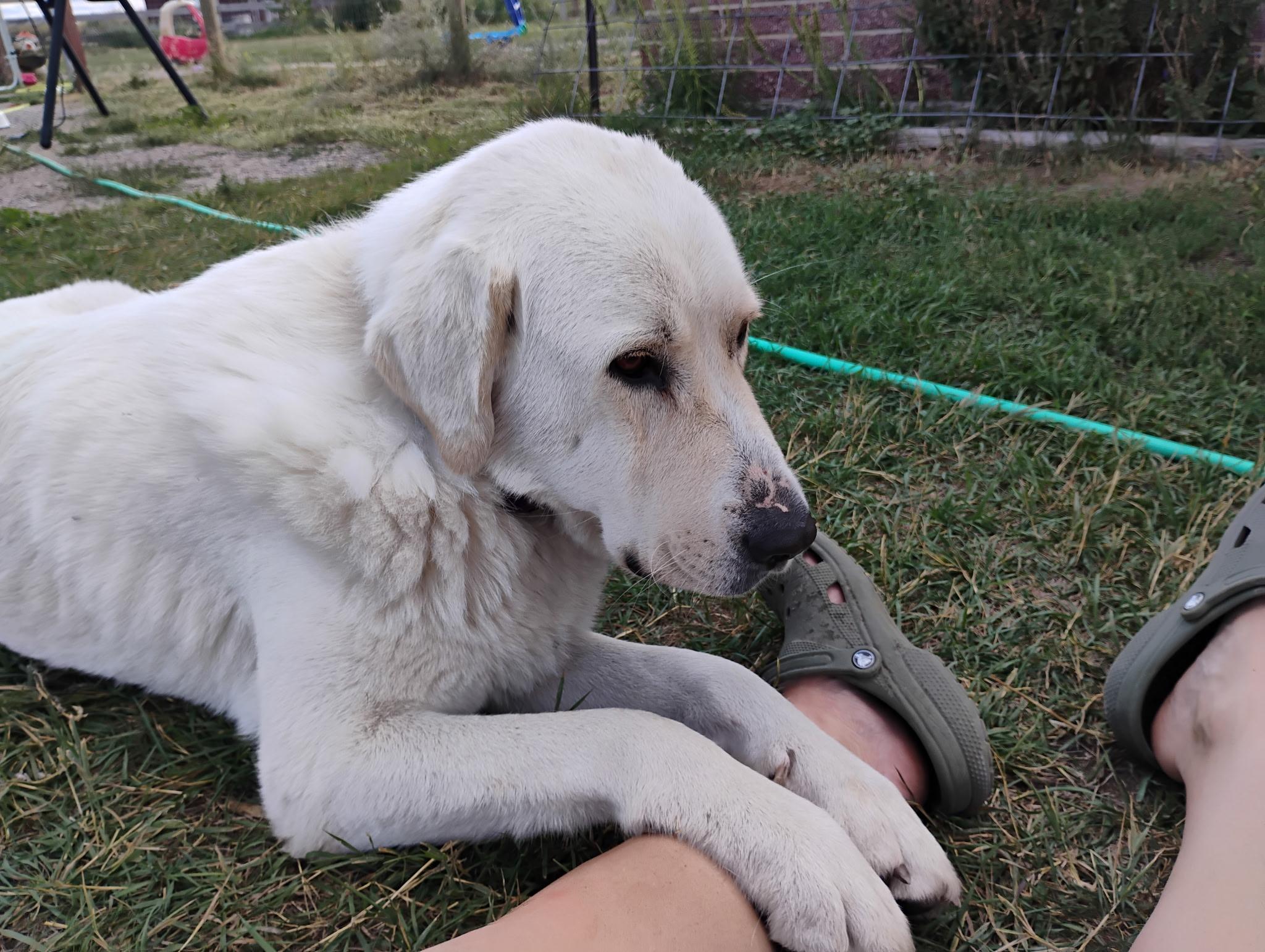 Aspen (NOT AT THE SHELTER PLAESE CALL GEANNA 406-590-3980), an adoptable Anatolian Shepherd in Choteau, MT, 59422 | Photo Image 2