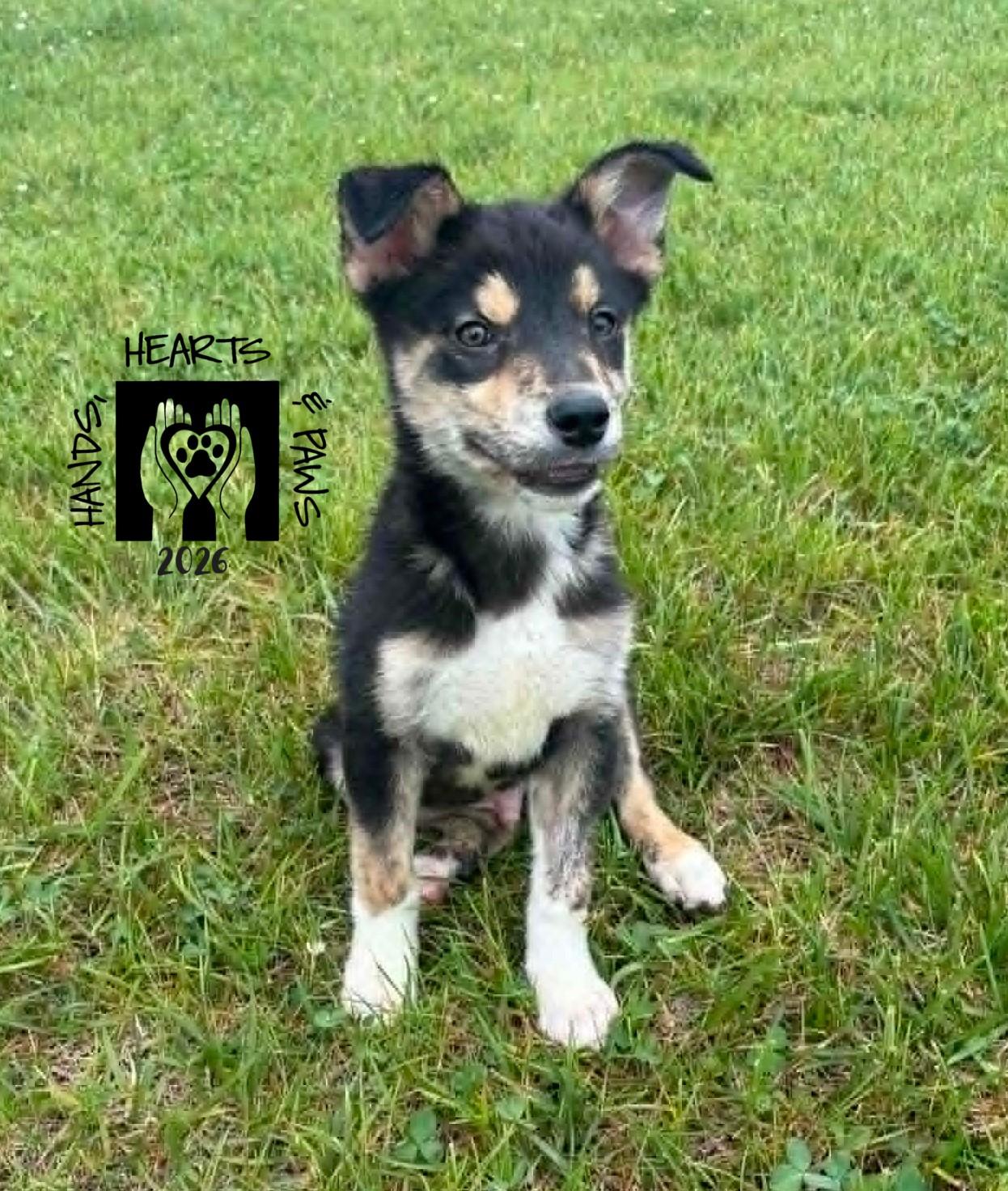 Draco, Adoptable, Puppy Male American Eskimo Dog & Terrier.