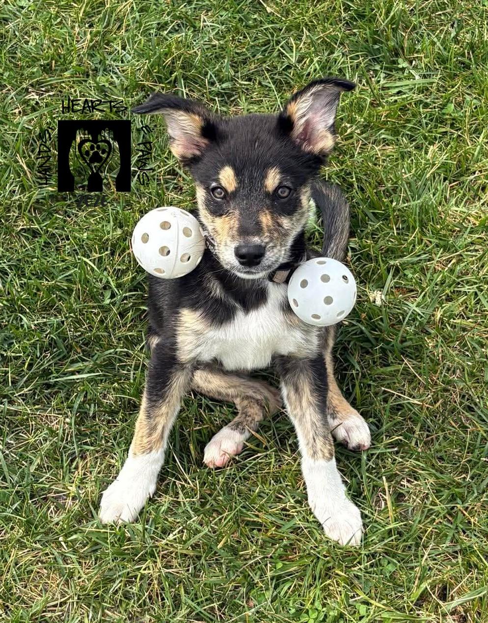 Draco, adoptable, Puppy Male Border Collie & Great Pyrenees.