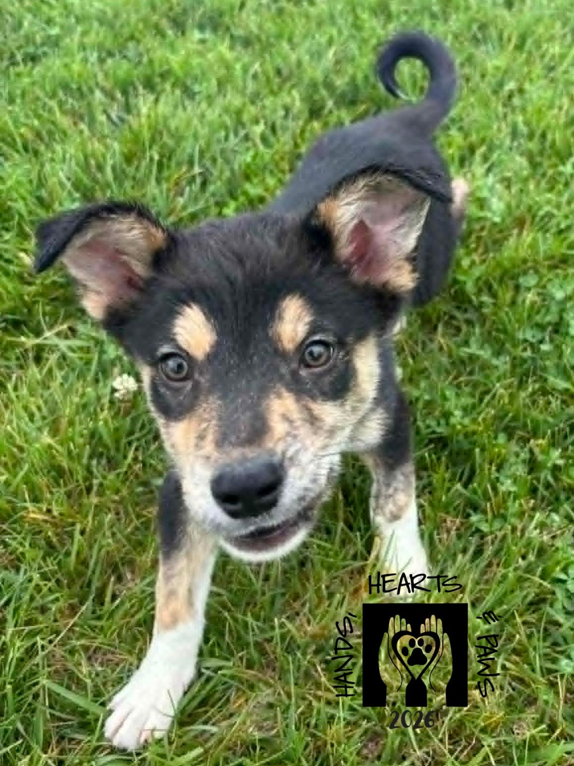 Draco, a Adoptable mixed breed in Omaha, NE image 3/3