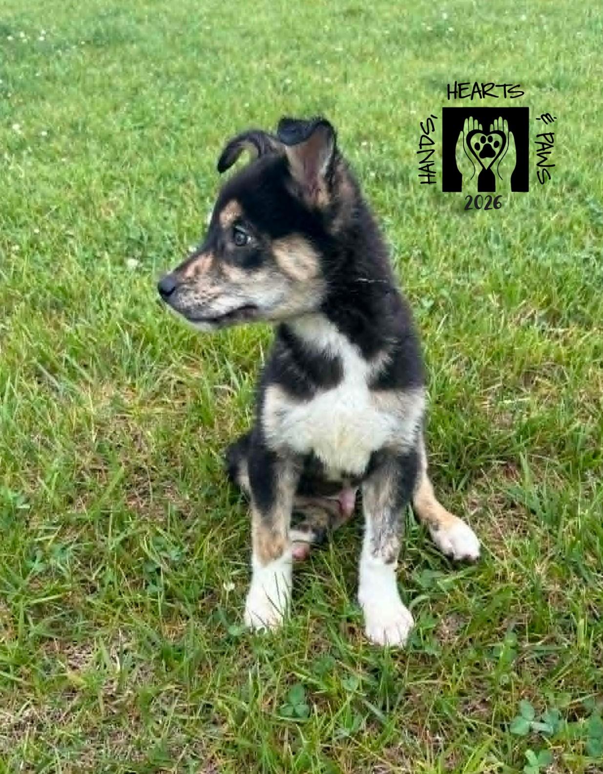 Draco, a Adoptable mixed breed in Omaha, NE image 2/3