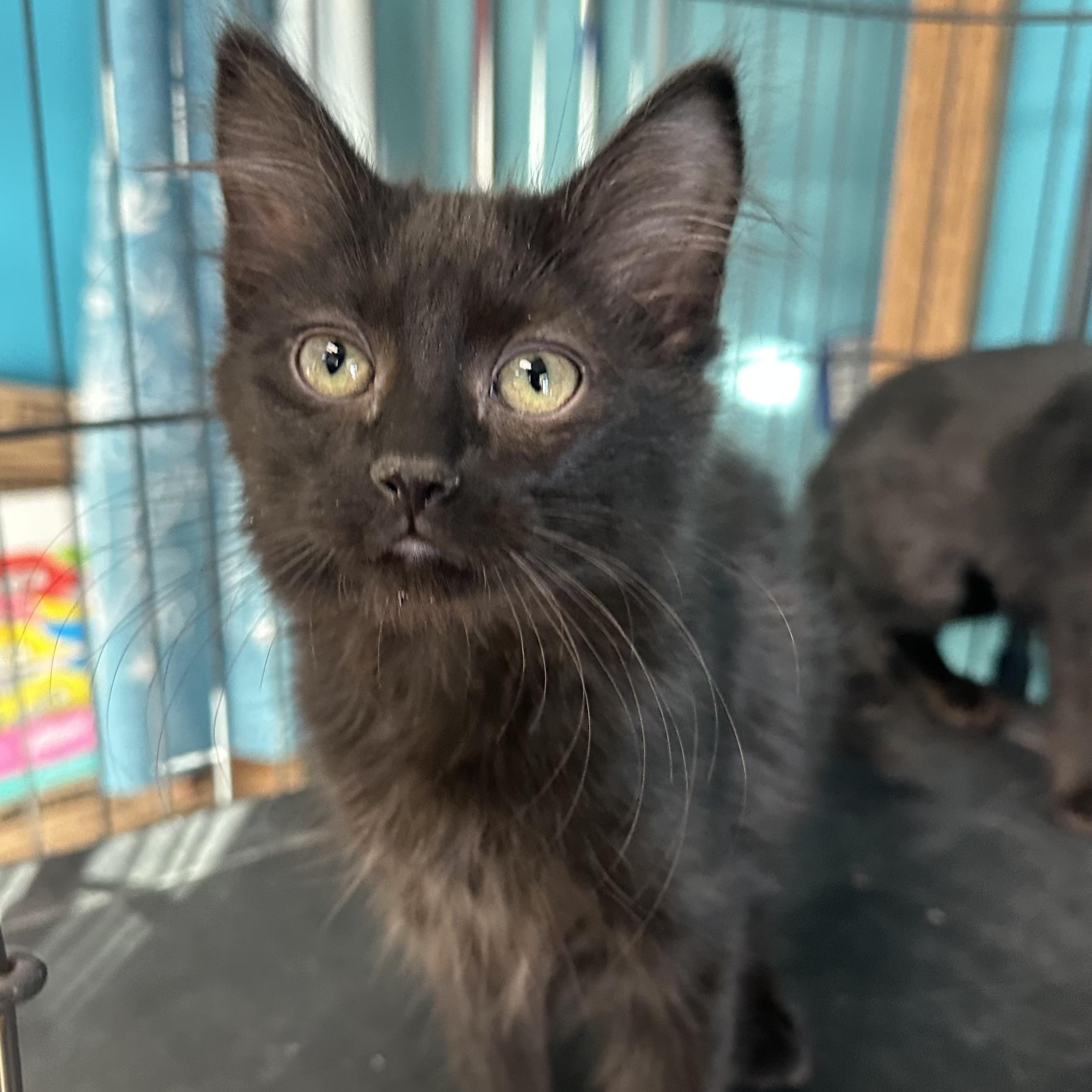 Enlarge Bobo, an adopted Domestic Medium Hair in Brookings, SD image 2/2