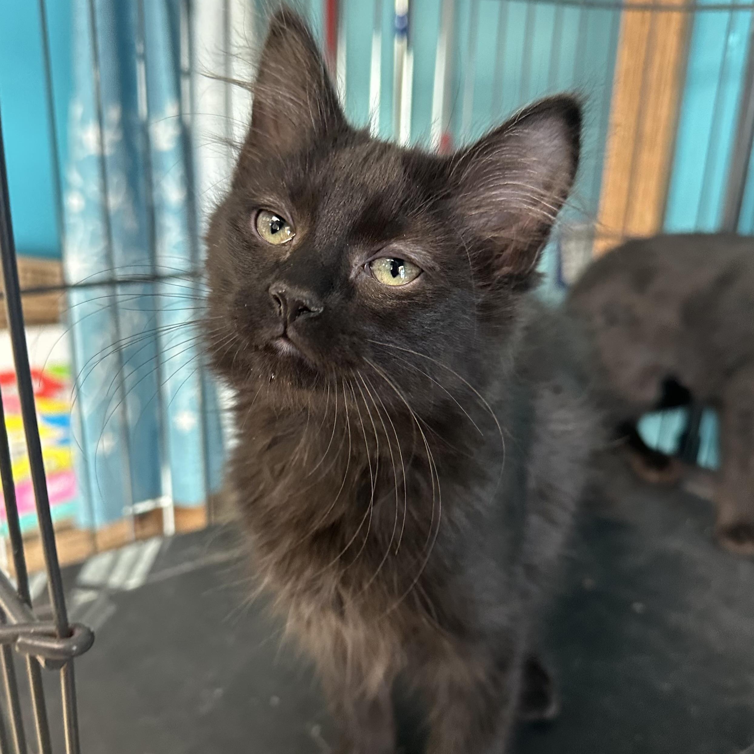 Bobo, adopted, Young Female Domestic Medium Hair.