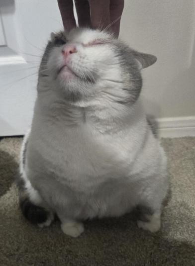 Enlarge Bailey, a Adoptable mixed breed in COLORADO SPRINGS, CO image 3/4