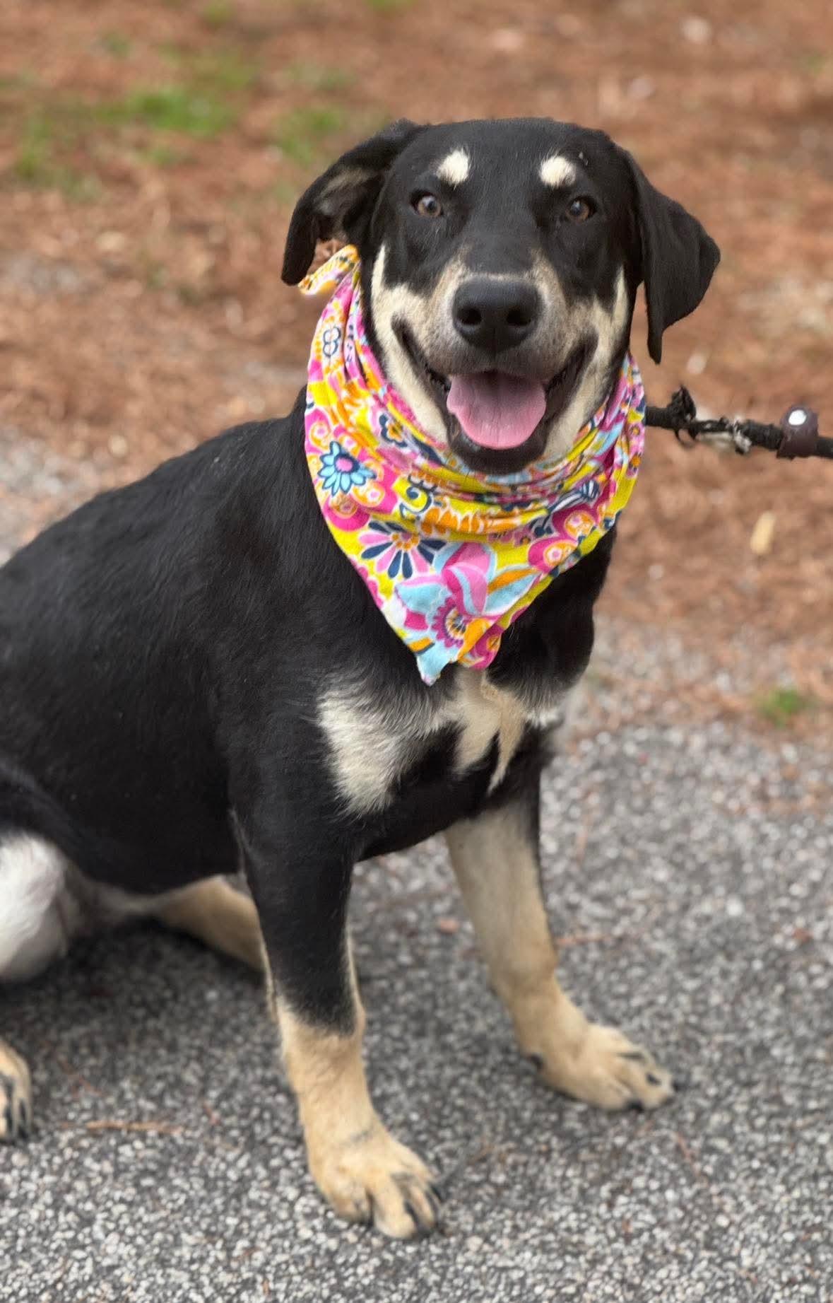 Princess 2026, ADOPTABLE, Young Female German Shepherd Dog.