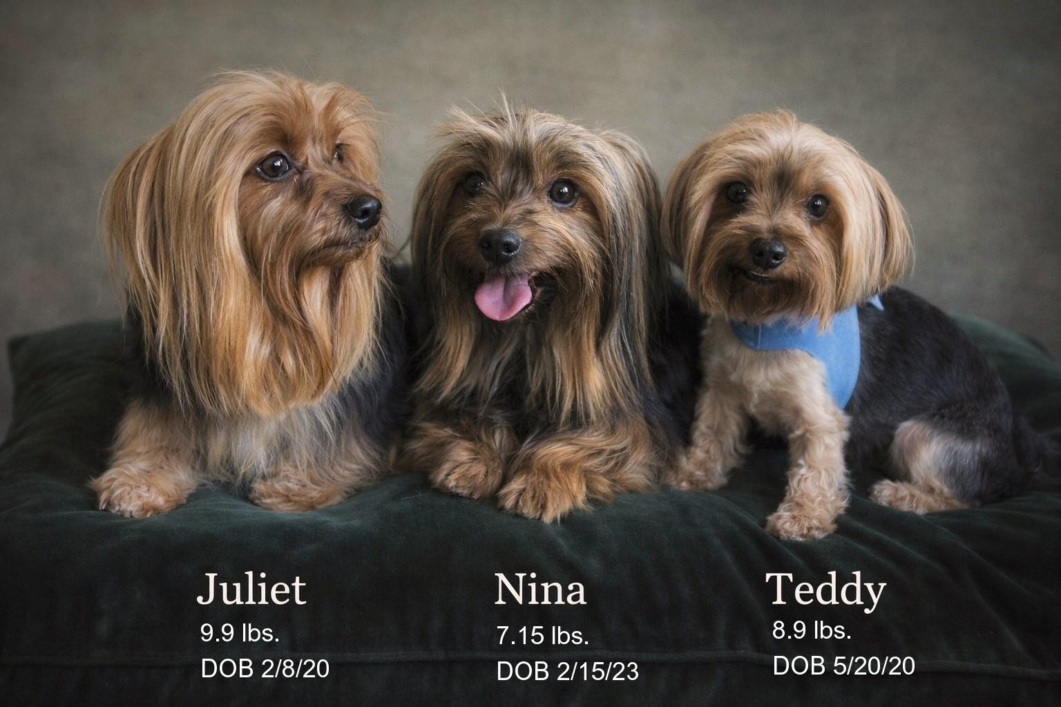 Juliet Nina Teddy, ADOPTABLE, Young Female Yorkshire Terrier.