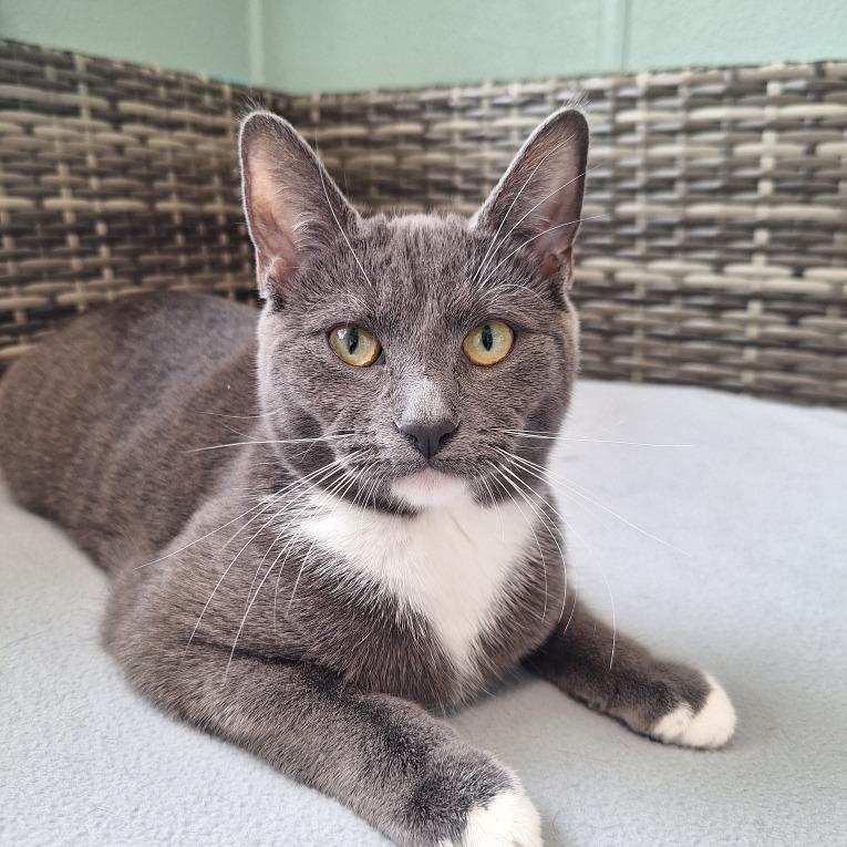 Vanellope, Adoptable, Young Female Domestic Short Hair.