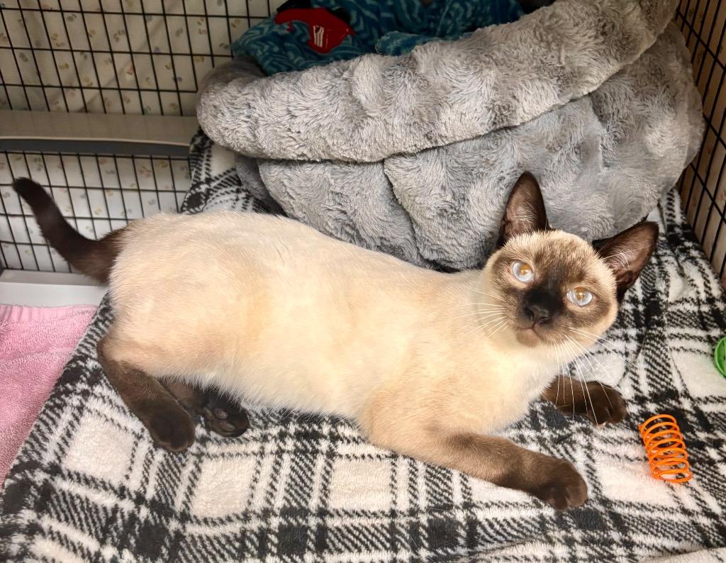 Chloe, Adoptable, Kitten Female Domestic Short Hair.