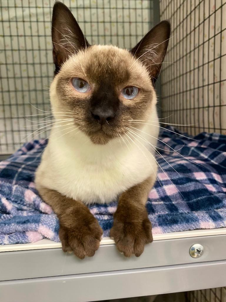 Enlarge Chloe, a Adoptable mixed breed in Grants Pass, OR image 2/2