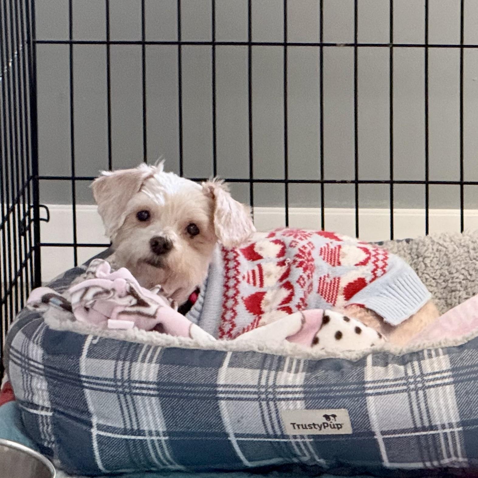 Enlarge Judy, an adopted mixed breed in Gallatin, TN image 2/2