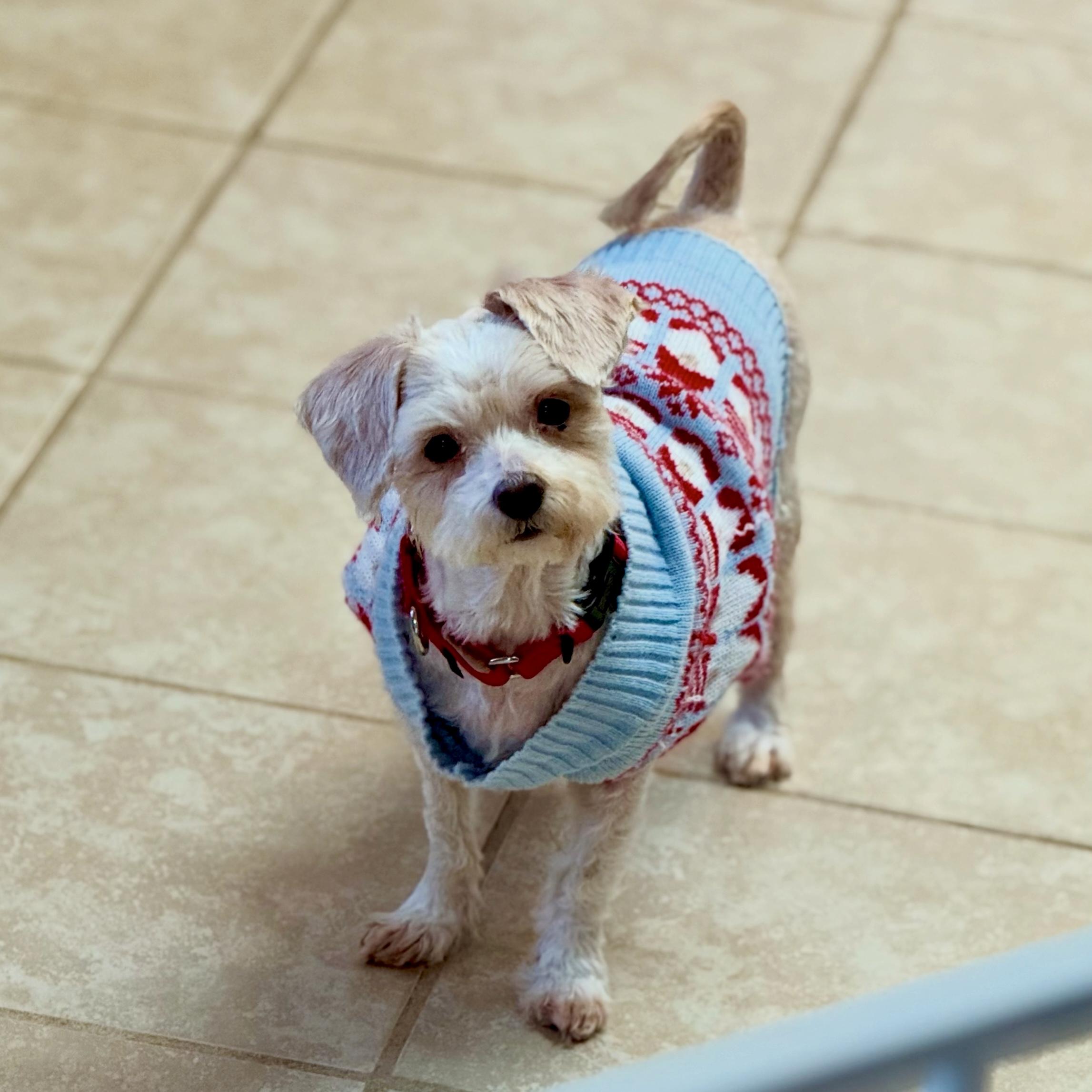 Judy, adopted, Adult Female Maltese & Mixed Breed.