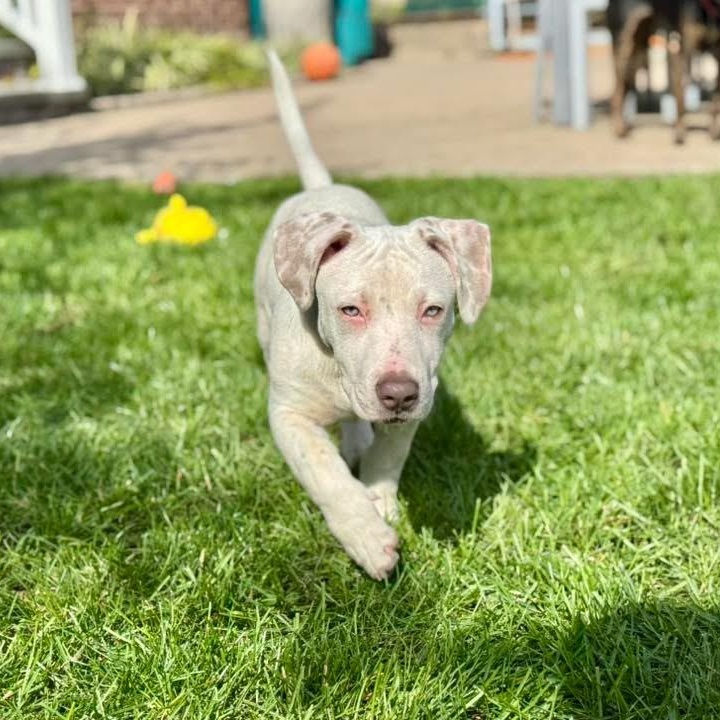 Alfredo Short Legs !