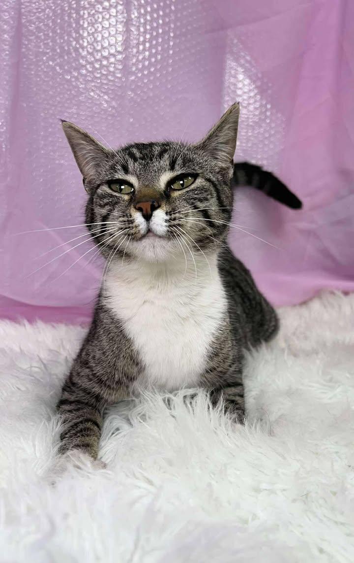 Flora, Adoptable, Young Female Domestic Short Hair.