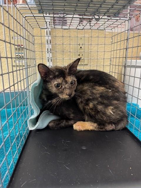 ELINORE, Adoptable, Young Female Domestic Short Hair.