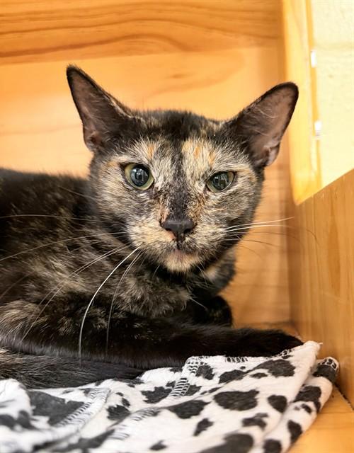 ELINORE, Adoptable, Young Female Domestic Short Hair.