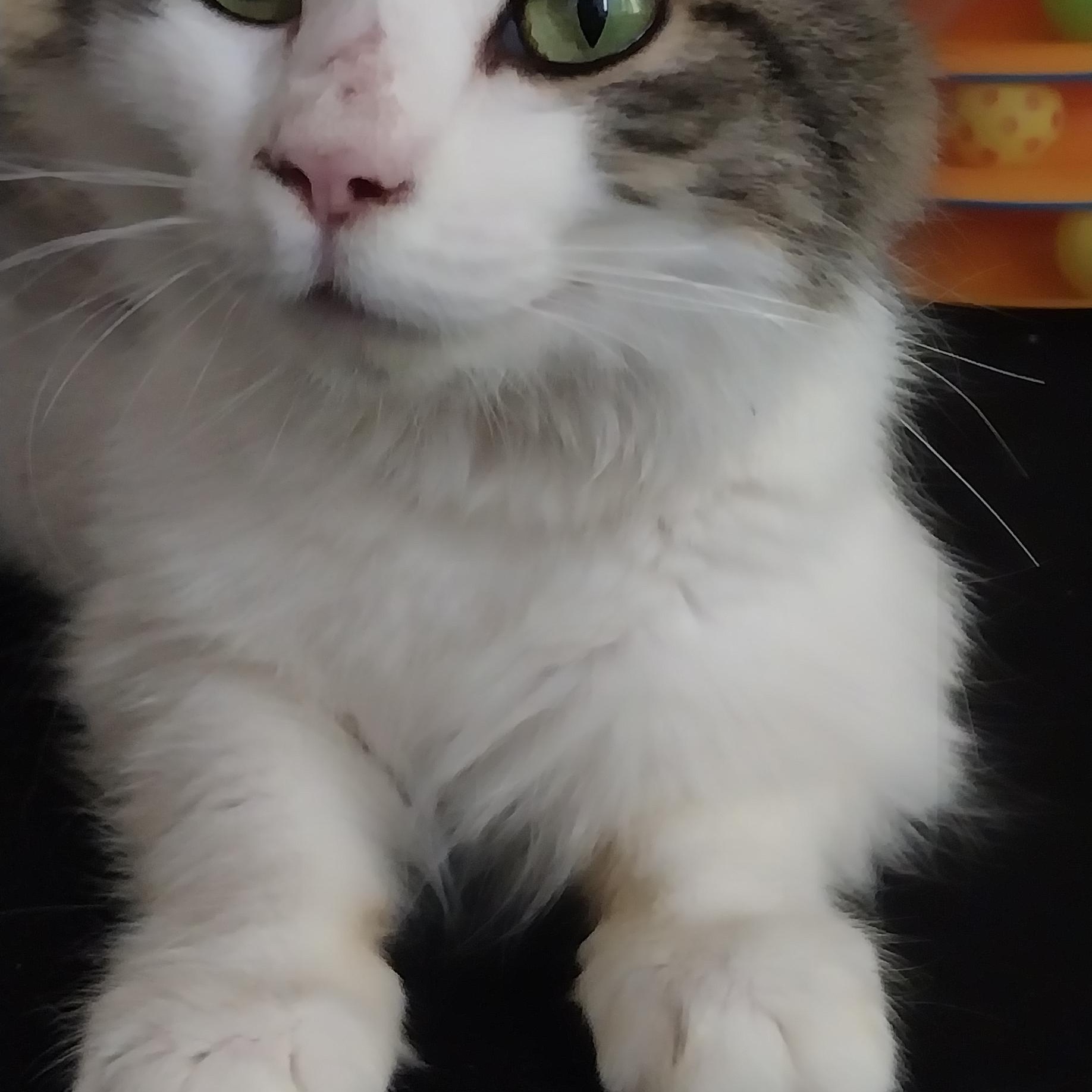 Sister Marley, an adoptable Domestic Long Hair in Selah, WA, 98942 | Photo Image 1