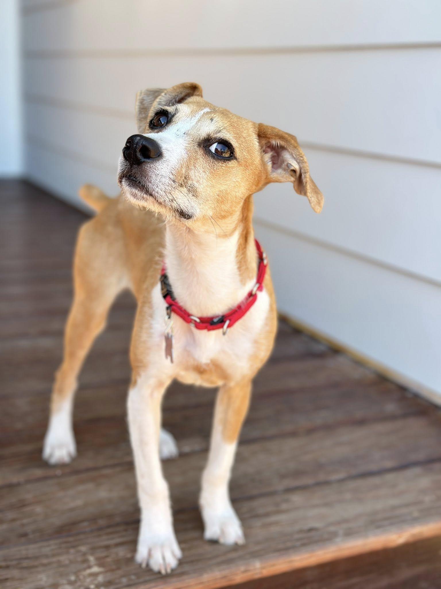 Dipper, an adopted mixed breed in Pewaukee, WI image 6/6