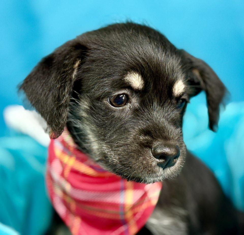 Lettie - baby schnauzer mix girl