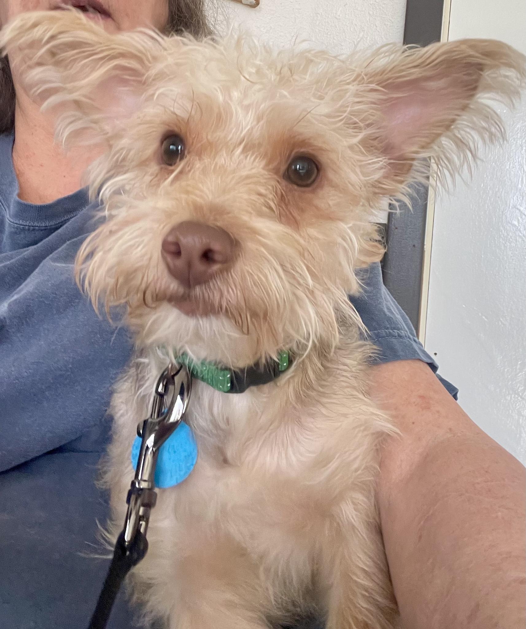 Crockett, Adoptable, Young Male Yorkshire Terrier.