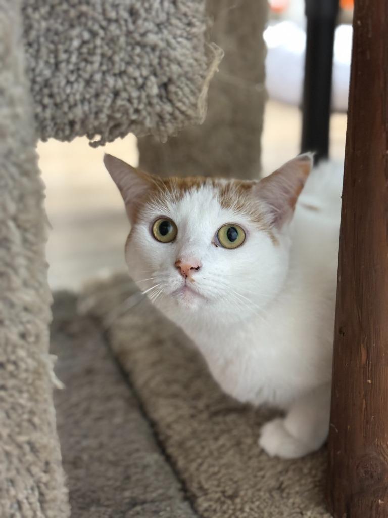 Enlarge Claire, a Adoptable mixed breed in Corpus Christi, TX image 1/2