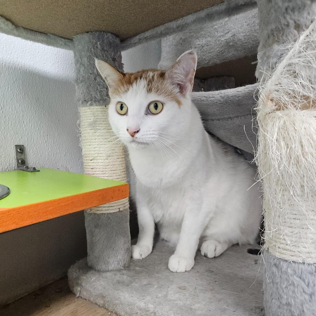 Enlarge Claire, a Adoptable mixed breed in Corpus Christi, TX image 2/2