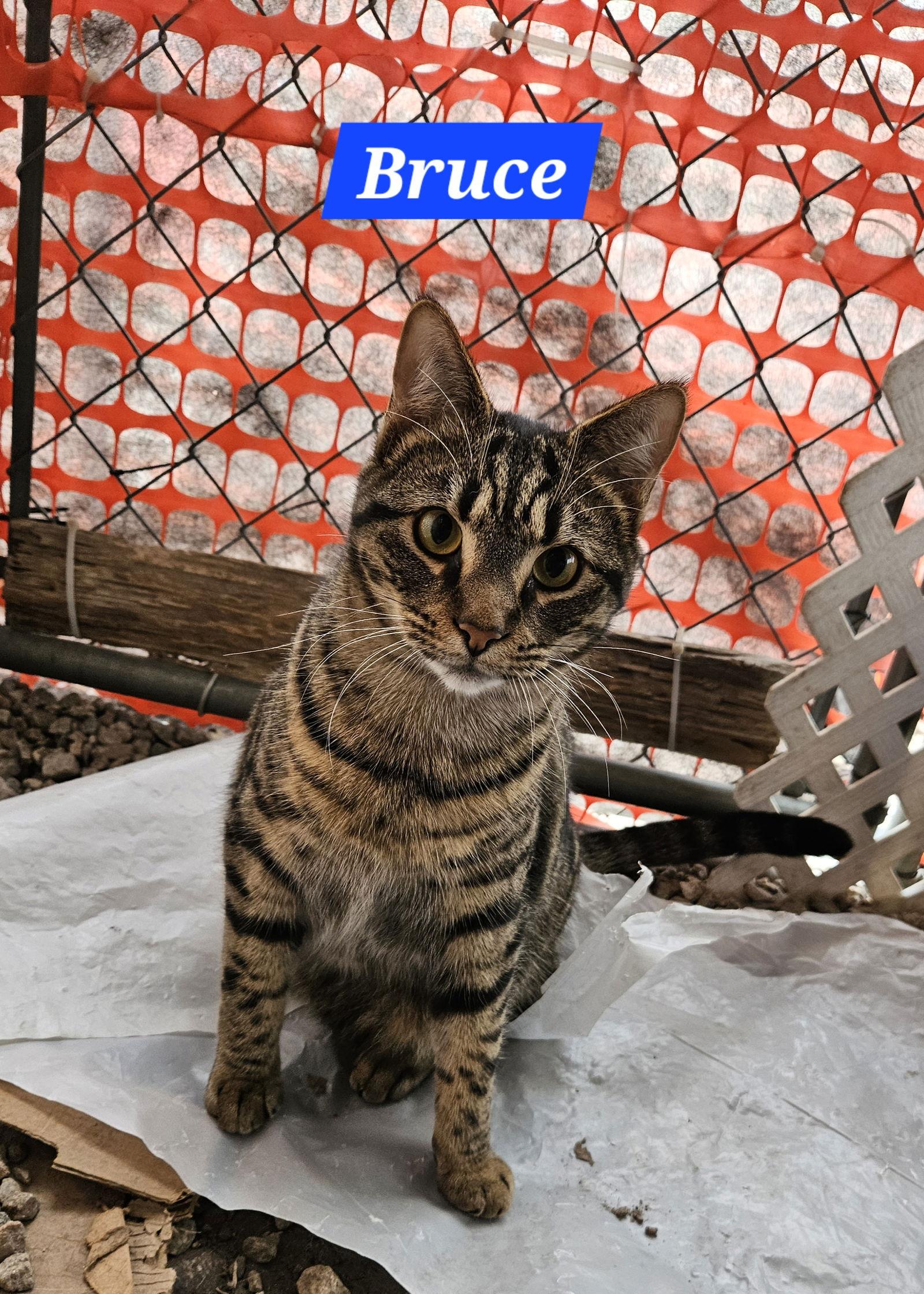 Bruce Banner - NC, Adoptable, Young Male Domestic Short Hair & Tabby.